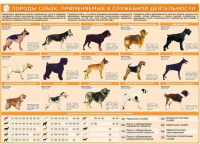 Комплект плакатов "Кинология" - «globural.ru» - Кировград