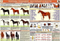 Комплект плакатов "Служебное коневодство" - «globural.ru» - Кировград