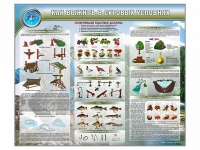 Стенд "Как выжить в суровых условиях" (вариант 1) - «globural.ru» - Кировград