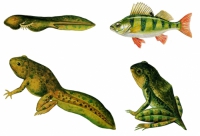 Модель-аппликация Цикл развития костной рыбы и лягушки - «globural.ru» - Кировград