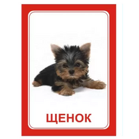 Логопедка "Щ, Х" (логопедические карточки) - «globural.ru» - Кировград