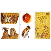 Модель-аппликация Пчелы. Строение улья - «globural.ru» - Кировград