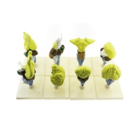 Комплект моделей "Строение мозга позвоночных" - «globural.ru» - Кировград