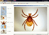 Биология. Микрофотографии. (Цифровая база изображений) - «globural.ru» - Кировград