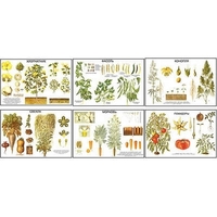 Плакаты ПРОФТЕХ "Классификация растений" (10 пл, винил, 70х100) - «globural.ru» - Кировград