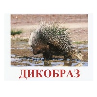 Карточки Домана "Дикие животные-3" - «globural.ru» - Кировград
