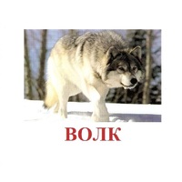 Карточки Домана "Дикие животные-1" - «globural.ru» - Кировград