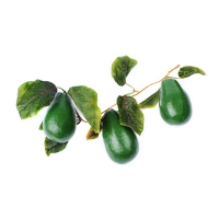 Муляж "Ветка авокадо" - «globural.ru» - Кировград