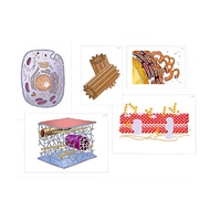 Модель-аппликация "Строение клетки" (ламинированная) - «globural.ru» - Кировград