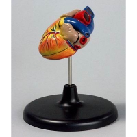 Модель "Сердце" (лабораторная) - «globural.ru» - Кировград