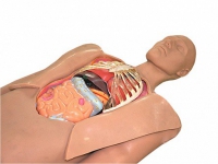 Муляж оперируемого пациента с экскурсией в грудную клетку и маской наркоза - «globural.ru» - Кировград