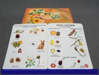 Коллекция "Семена и плоды" (вариант 1) - «globural.ru» - Кировград