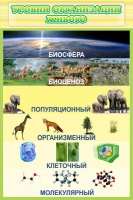 Стенд "Уровни организации живого" - «globural.ru» - Кировград
