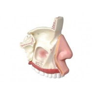 Модель "Разрез носоглотки" - «globural.ru» - Кировград