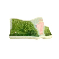 Модель Строение листа - «globural.ru» - Кировград