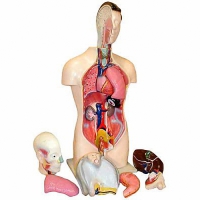 Торс человека разборный (42 см.) - «globural.ru» - Кировград