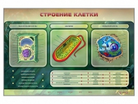 Электрифицированный стенд "Строение клетки" с маркерными полями - «globural.ru» - Кировград