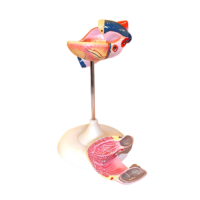 Модель сердца (лабораторная) - «globural.ru» - Кировград