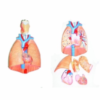 Модель "Система органов дыхания"	 - «globural.ru» - Кировград