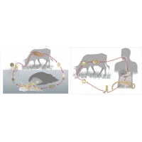 Модель-аппликация Цикл развития бычьего цепня и печеночного сосальщика - «globural.ru» - Кировград