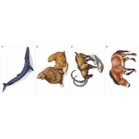 Модель-аппликация Многообразие хордовых. Млекопитающие - «globural.ru» - Кировград