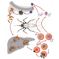 Модель-аппликация Цикл развития малярийного плазмодия - «globural.ru» - Кировград