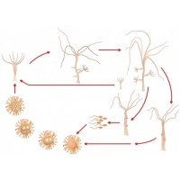 Модель-аппликация Строение и цикл развития гидры - «globural.ru» - Кировград