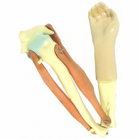 Модель локтевого сустава подвижная - «globural.ru» - Кировград