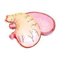 Модель желудка в разрезе - «globural.ru» - Кировград