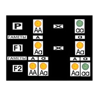 Модель-аппликация "Моногибридное скрещивание" (ламинированная) - «globural.ru» - Кировград