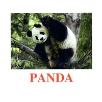 "Wild animals-3" ("Дикие животные-3") английские карточки Домана - «globural.ru» - Кировград