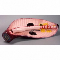 Модель "Дождевой червь" - «globural.ru» - Кировград