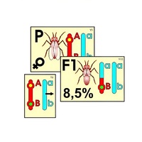 Модель-аппликация "Перекрест хромосом" (ламинированная) - «globural.ru» - Кировград