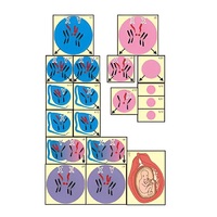 Модель-аппликация "Гаметогенез у человека и млекопитающих" (ламинированная) - «globural.ru» - Кировград