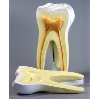 Модель "Строение зуба" - «globural.ru» - Кировград