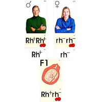 Модель-аппликация "Наследование резус-фактора" (ламинированная) - «globural.ru» - Кировград