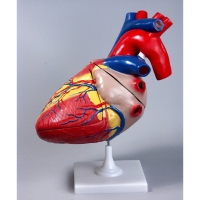 Модель "Сердце" (увеличенная) - «globural.ru» - Кировград