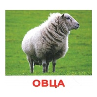 .Карточки Домана "Домашние животные" - «globural.ru» - Кировград