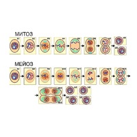 Модель-аппликация "Деление клетки. Митоз и мейоз" (ламинированная) - «globural.ru» - Кировград