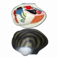 Модель "Беззубка" (двустворчатый моллюск) - «globural.ru» - Кировград