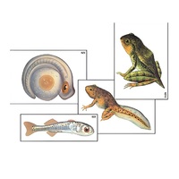 Модель-аппликация "Развитие костной рыбы и лягушки" (ламинированная) - «globural.ru» - Кировград