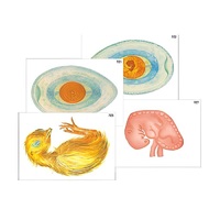 Модель-аппликация "Развитие птицы и млекопитающего (человека)" (ламинированная) - «globural.ru» - Кировград