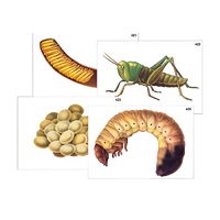 Модель-аппликация "Развитие насекомых с полным и неполным превращением" (ламинированная) - «globural.ru» - Кировград