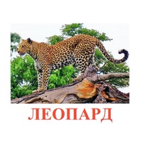 Карточки Домана "Дикие животные-2" - «globural.ru» - Кировград