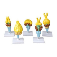 Комплект моделей строения мозга позвоночных - «globural.ru» - Кировград