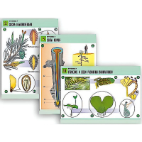 Комплект таблиц по биологии демонстрационный "Ботаника 1" (12 таблиц, формат А1, лам.) - «globural.ru» - Кировград