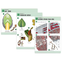Комплект таблиц по биологии демонстрационный "Ботаника 2" (18 таблиц, формат А1, лам. - «globural.ru» - Кировград