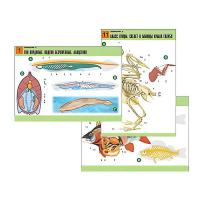 Комплект таблиц по биологии демонстрационный "Зоология 2" (16 таблиц, формат А1, лам.) - «globural.ru» - Кировград