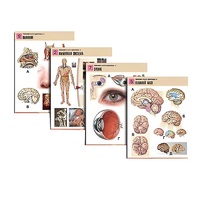 Комплект таблиц по биологии демонстрационный "Человек и его здоровье 2" (10 таблиц, формат А1, лам.) - «globural.ru» - Кировград