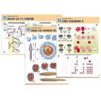 Комплект таблиц по биологии демонстрационный "Общая биология 1" (16 таблиц, формат А1, лам.) - «globural.ru» - Кировград